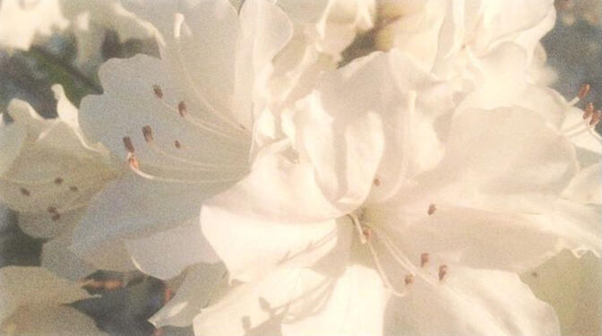 ˖ ᡣ𐭩 ⊹ ࣪ ౨ৎ˚₊